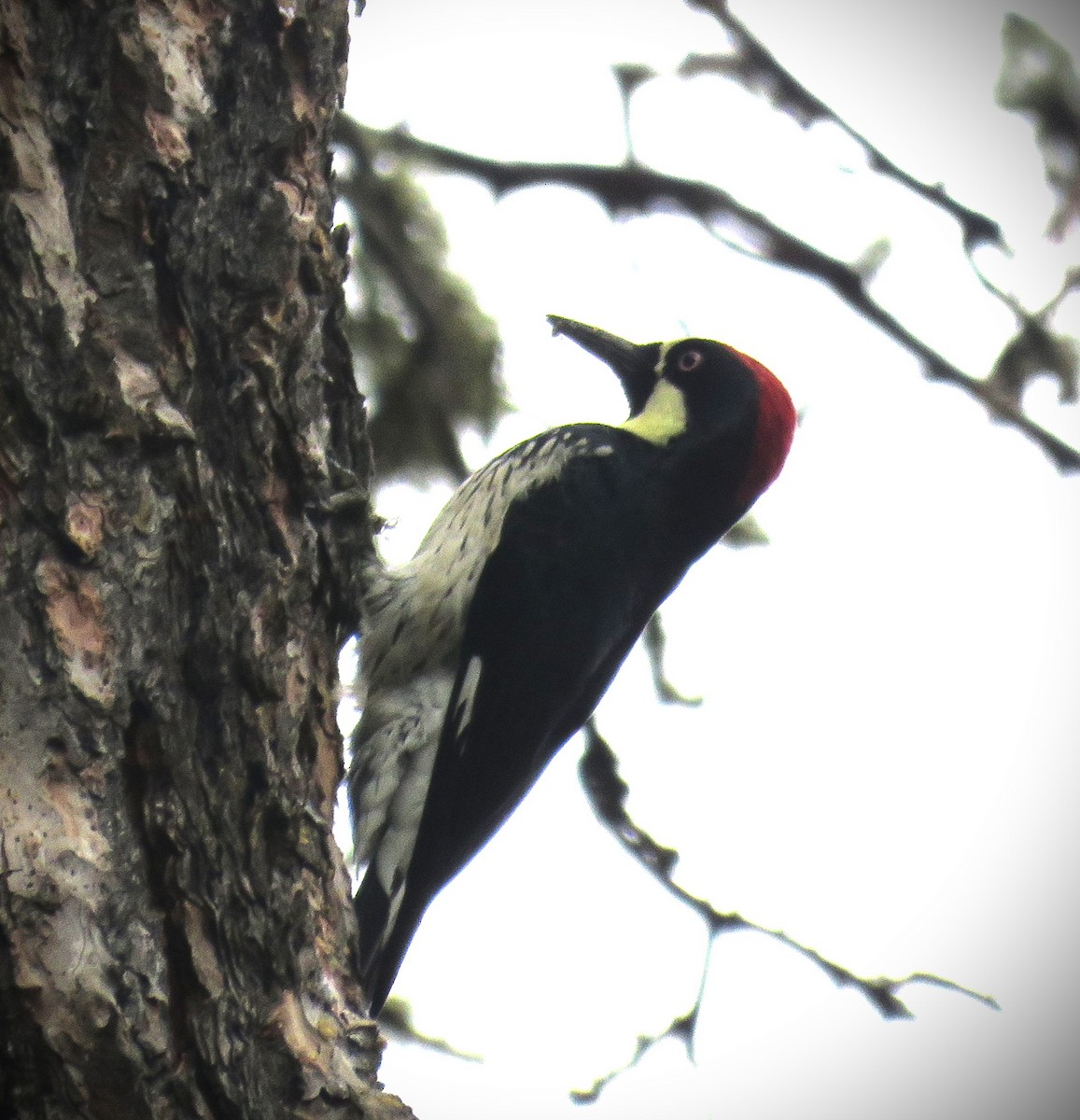 Acorn Woodpecker - ML612199204
