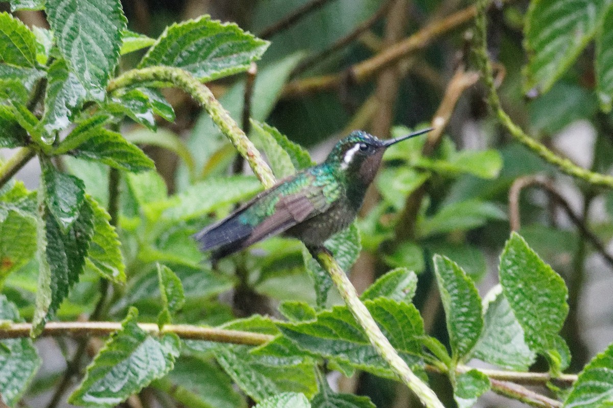 kolibřík fialovohrdlý - ML612199347