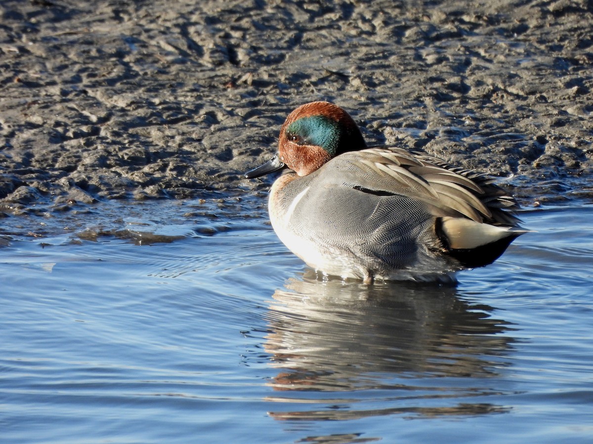Green-winged Teal - ML612199455