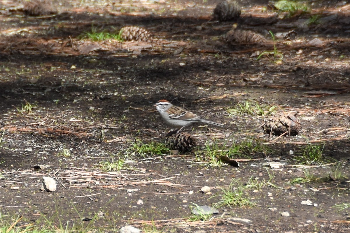 Chipping Sparrow - ML612199575