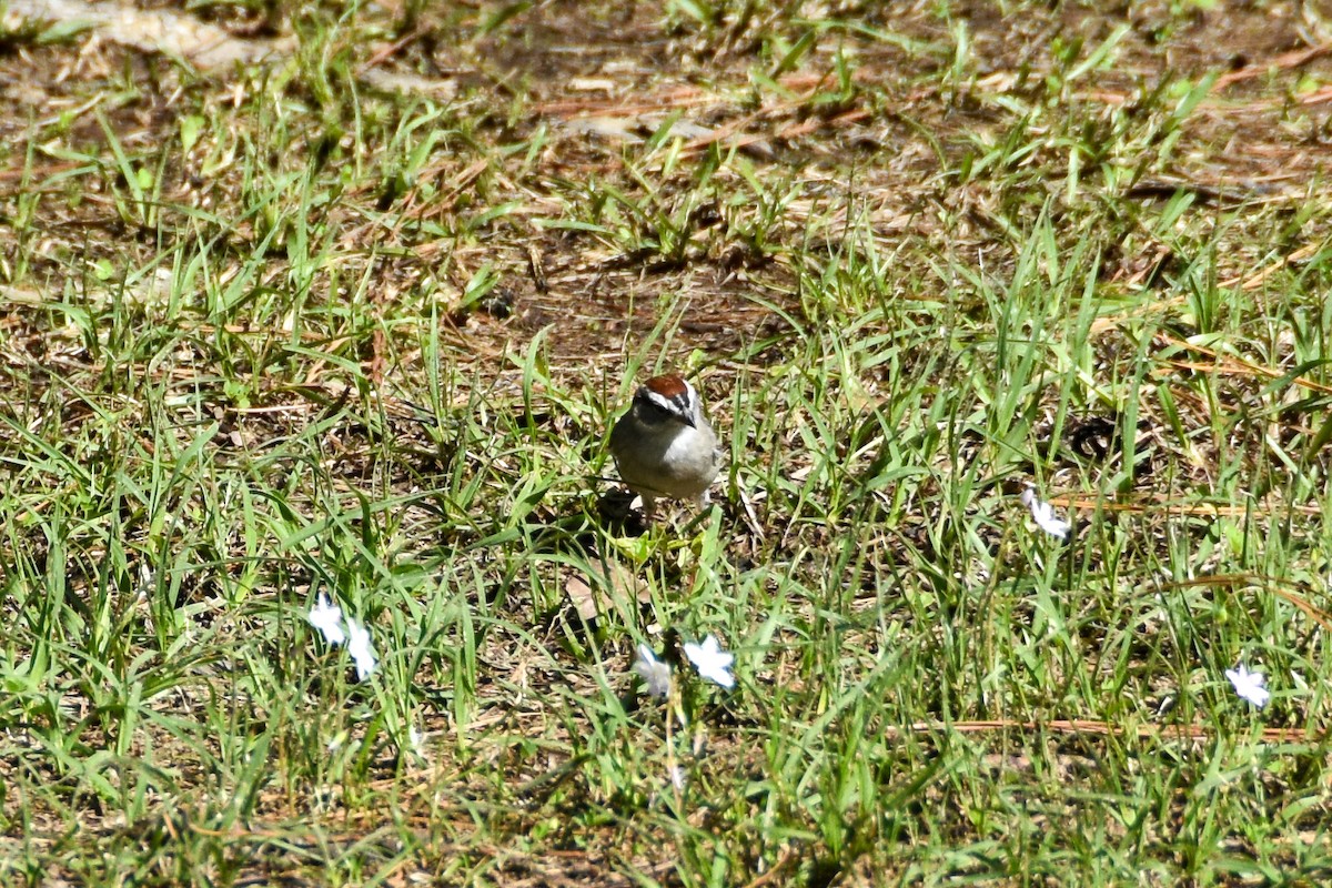 Chipping Sparrow - ML612199576