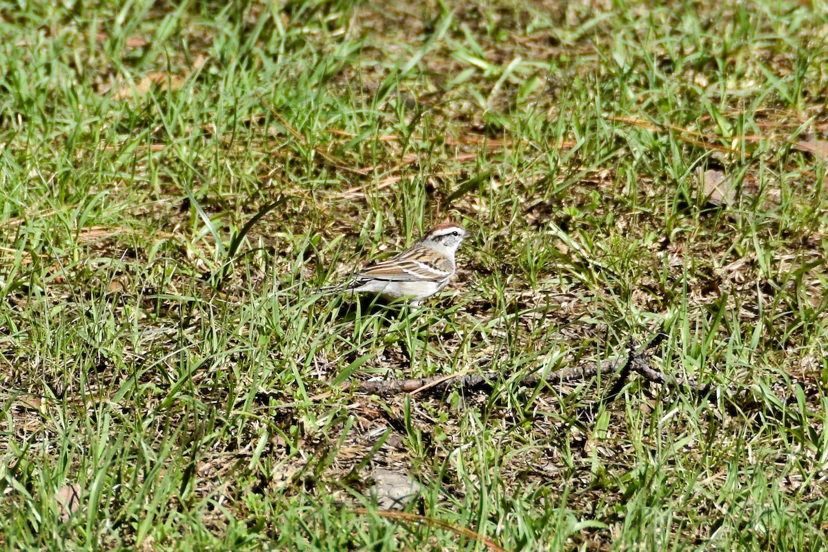 Chipping Sparrow - ML612199577