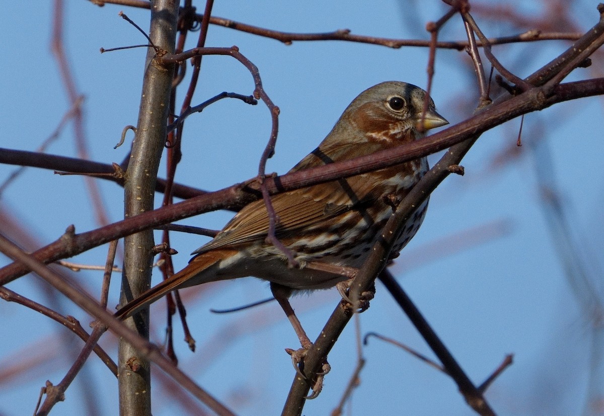 Fox Sparrow (Red) - ML612199638
