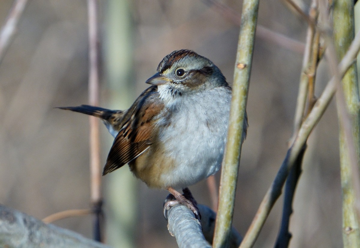 Swamp Sparrow - ML612199642