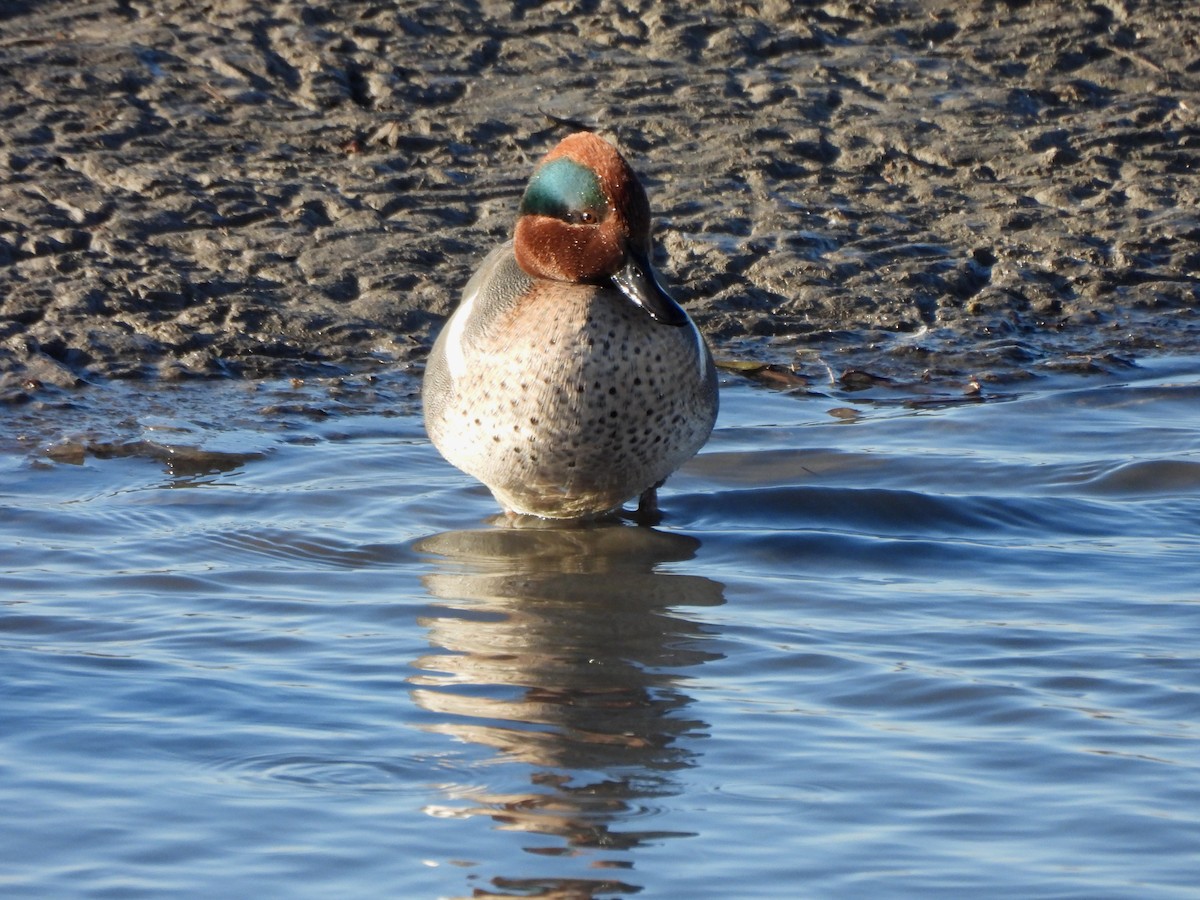 Green-winged Teal - ML612199681