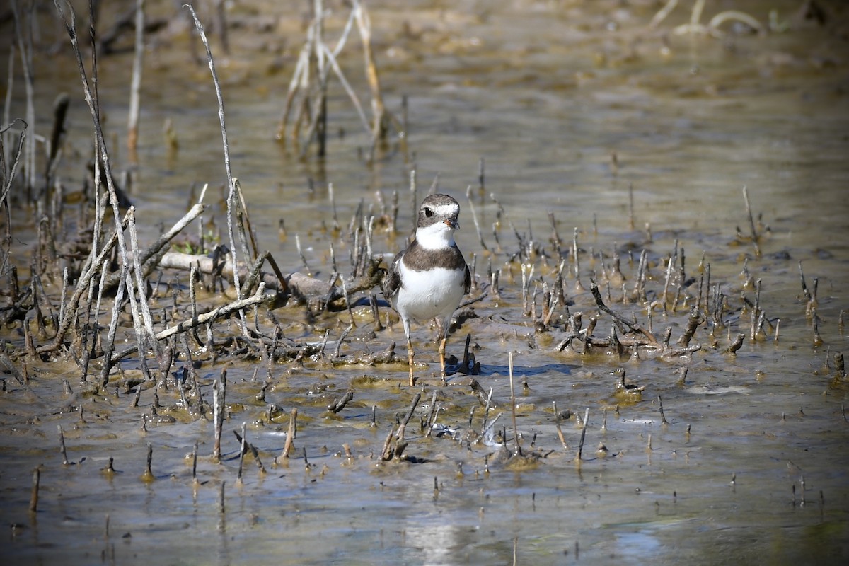 Semipalmated Plover - ML612200371