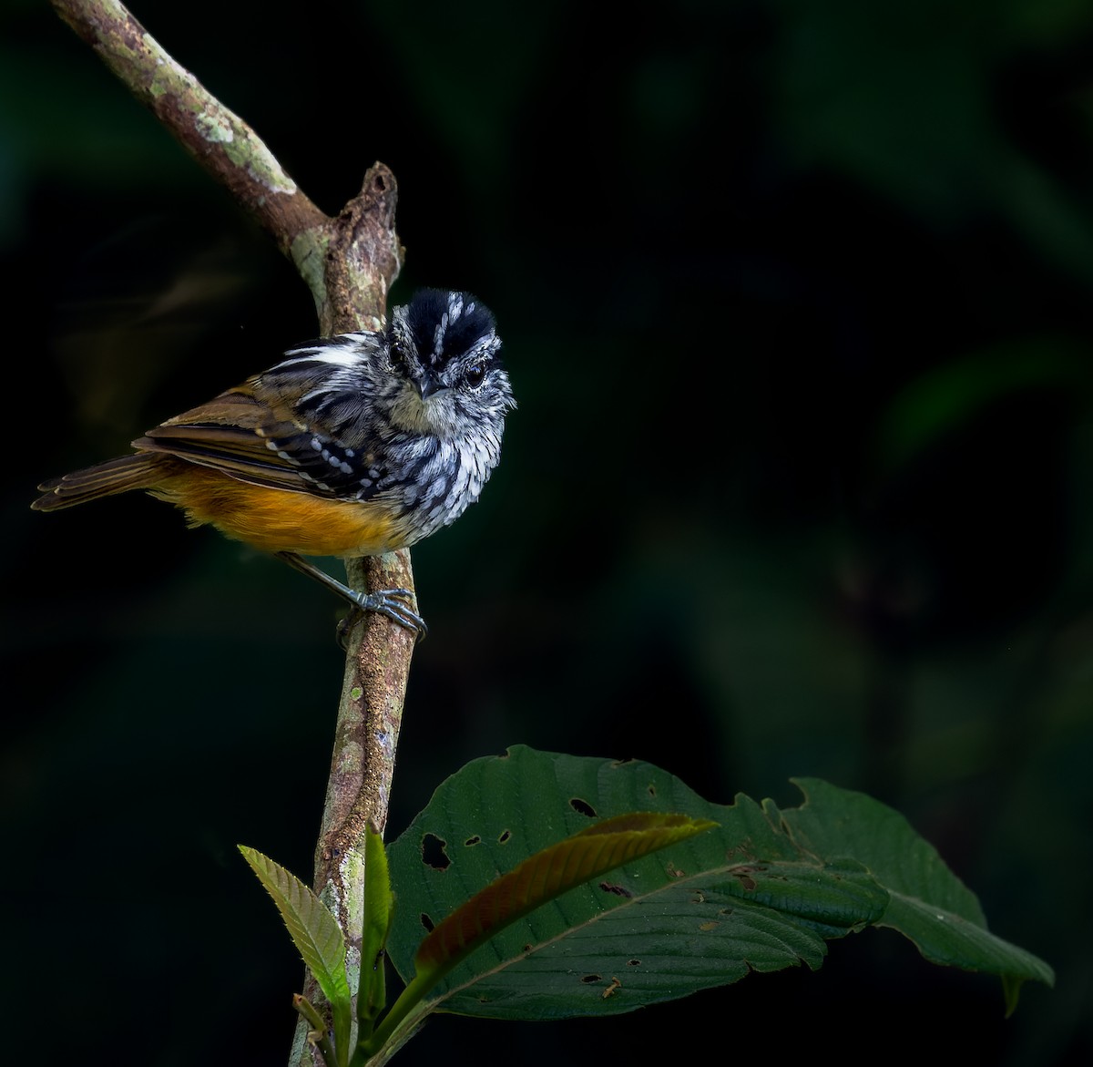 Rondonia Warbling-Antbird - ML612200393