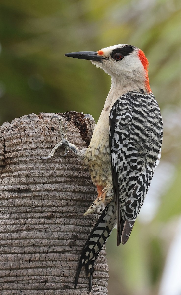 West Indian Woodpecker - ML612200408