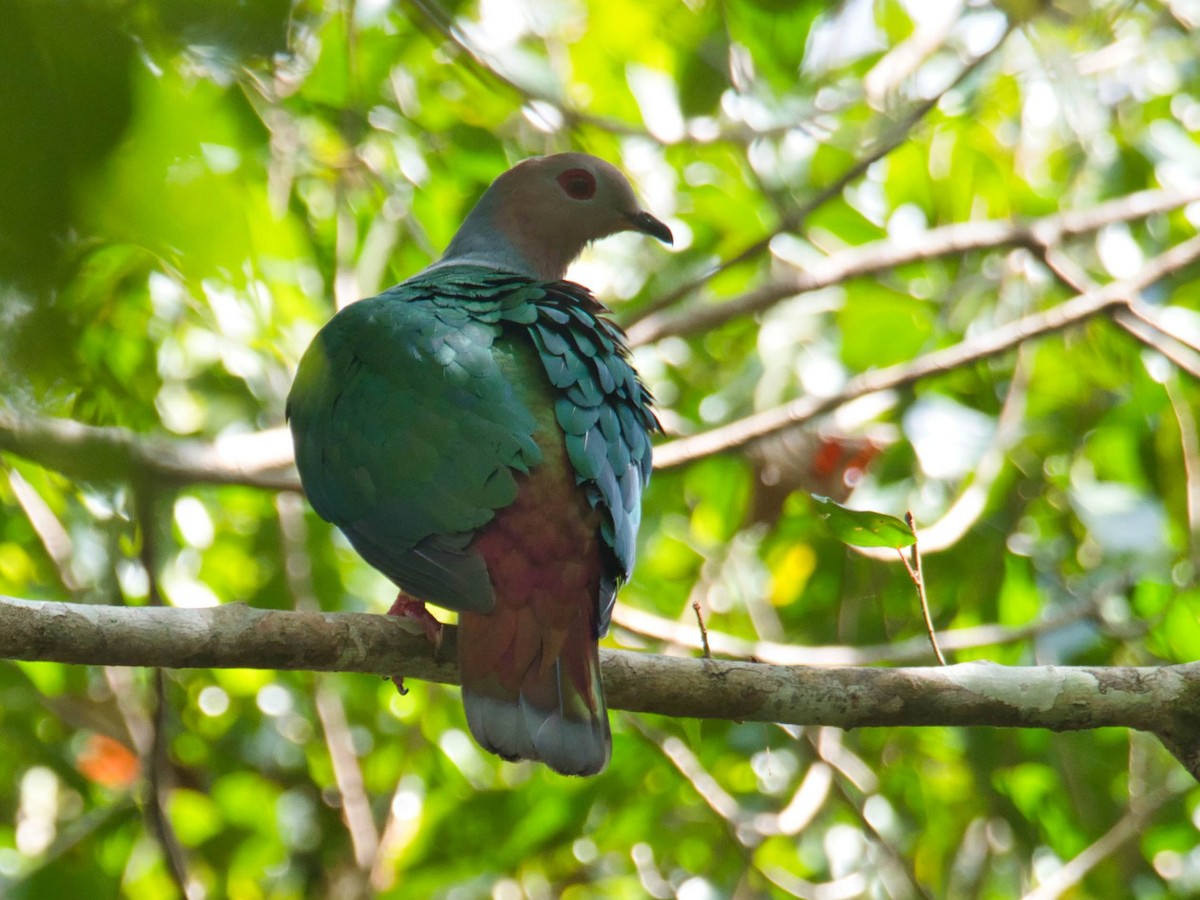 Purple-tailed Imperial-Pigeon - ML612200891