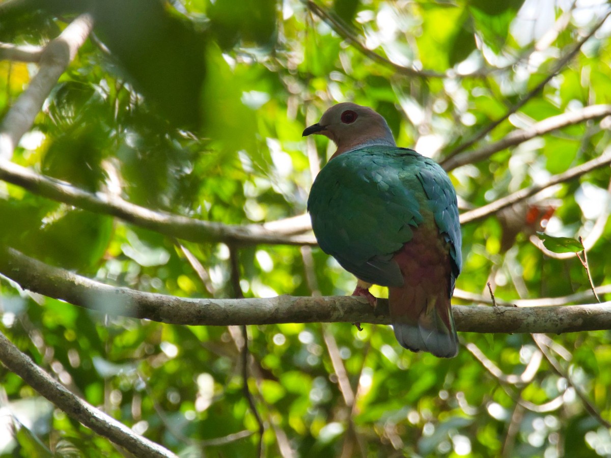 Purple-tailed Imperial-Pigeon - ML612200892