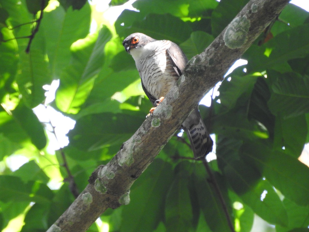 Red-thighed Sparrowhawk - ML612200954