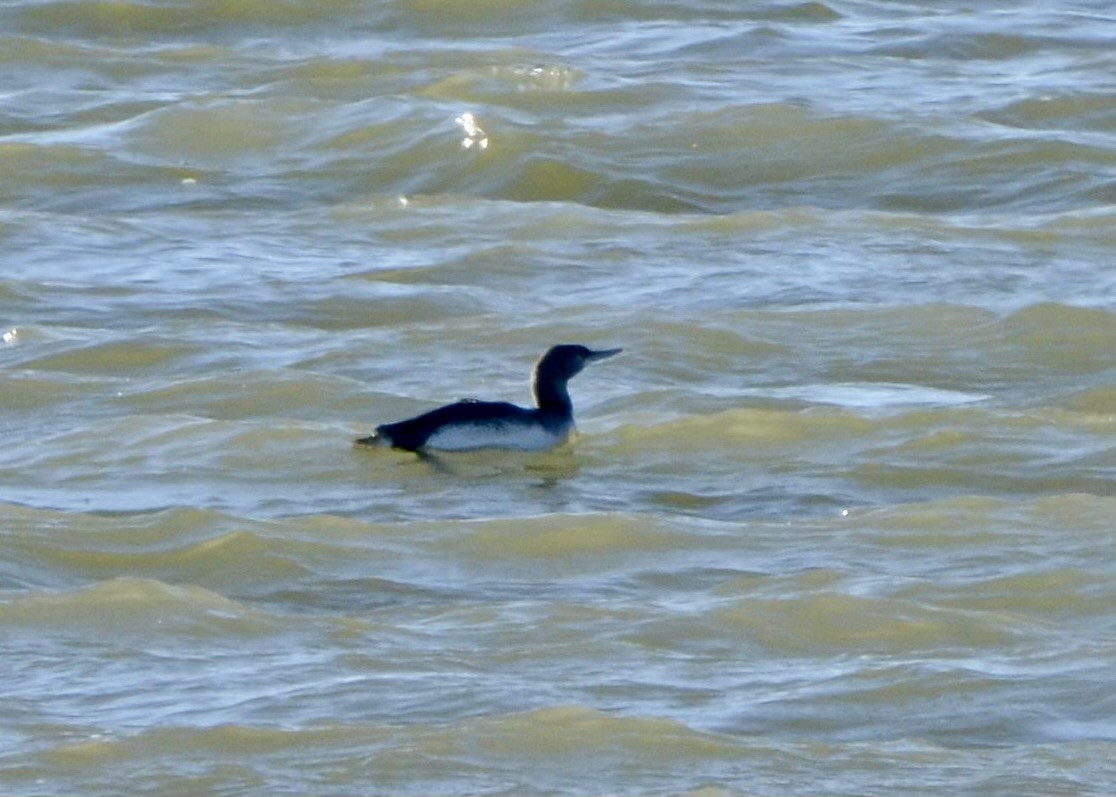Red-throated Loon - ML612200996