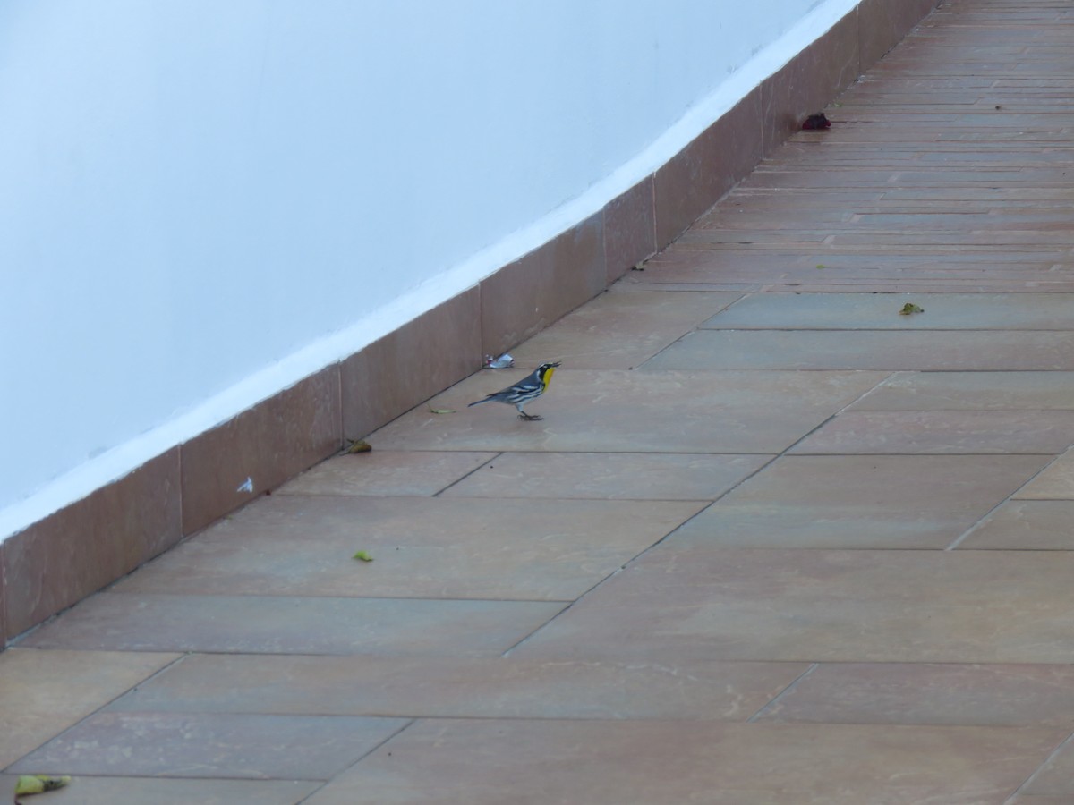 Yellow-throated Warbler - ML612201333