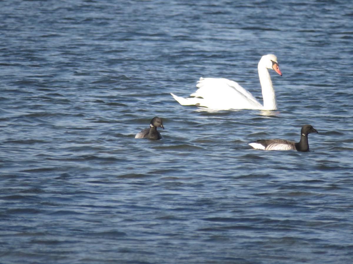 eBird Checklist 9 Dec 2023 Barnegat LightBayview Ave Park 14