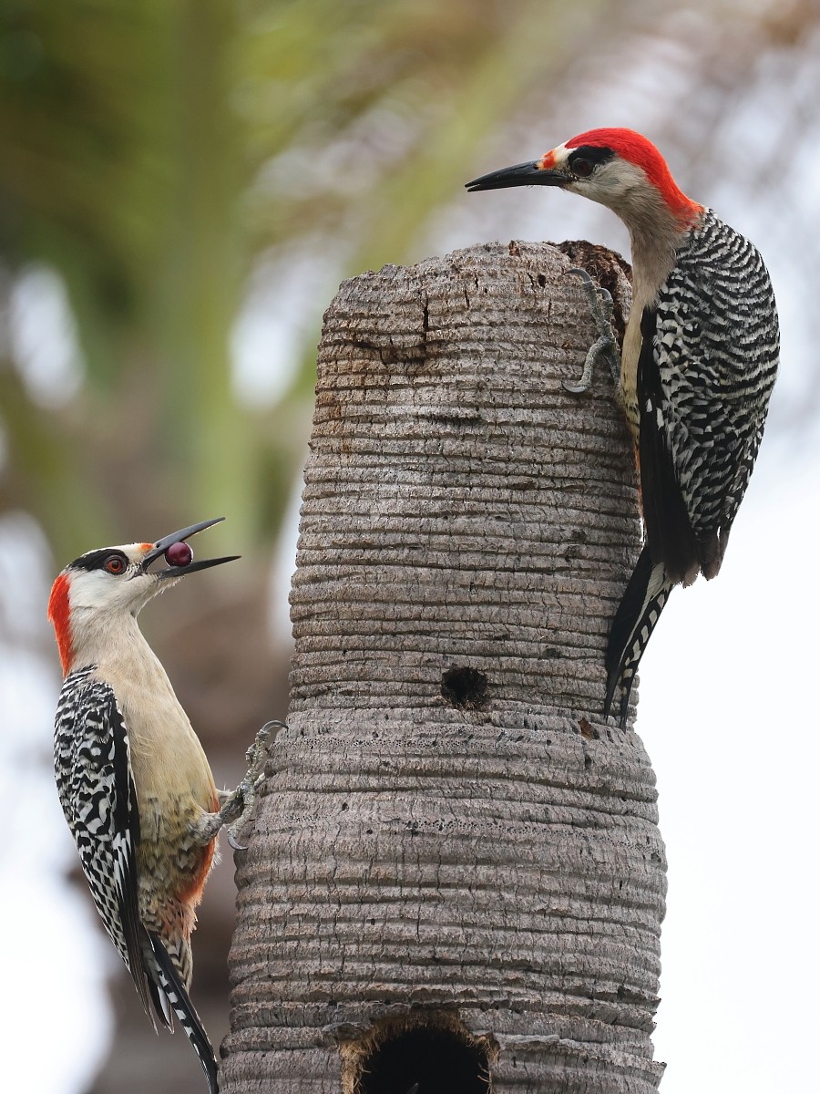 West Indian Woodpecker - Pavel Parkhaev