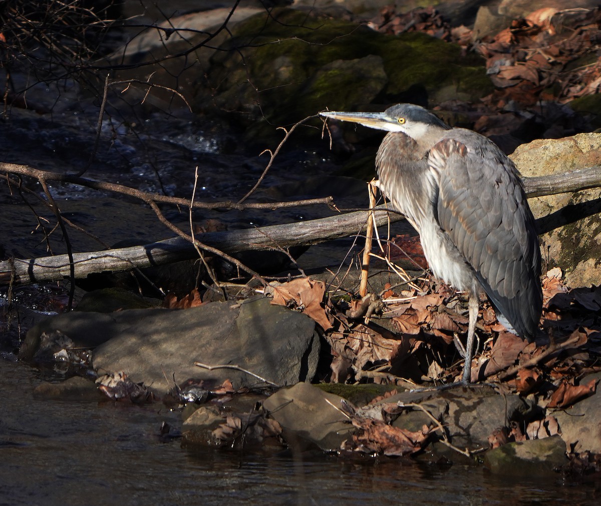 Pennsylvania Bird Atlas Checklist - 13 Dec 2023 - Keystone SP - 19 species