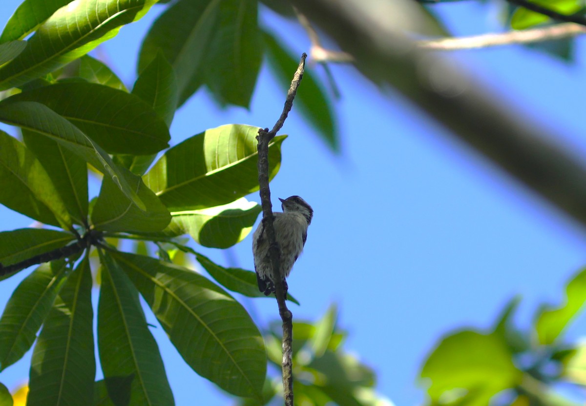 Brown-capped Pygmy Woodpecker - ML612202228
