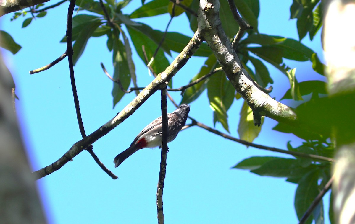 Red-vented Bulbul - ML612202411
