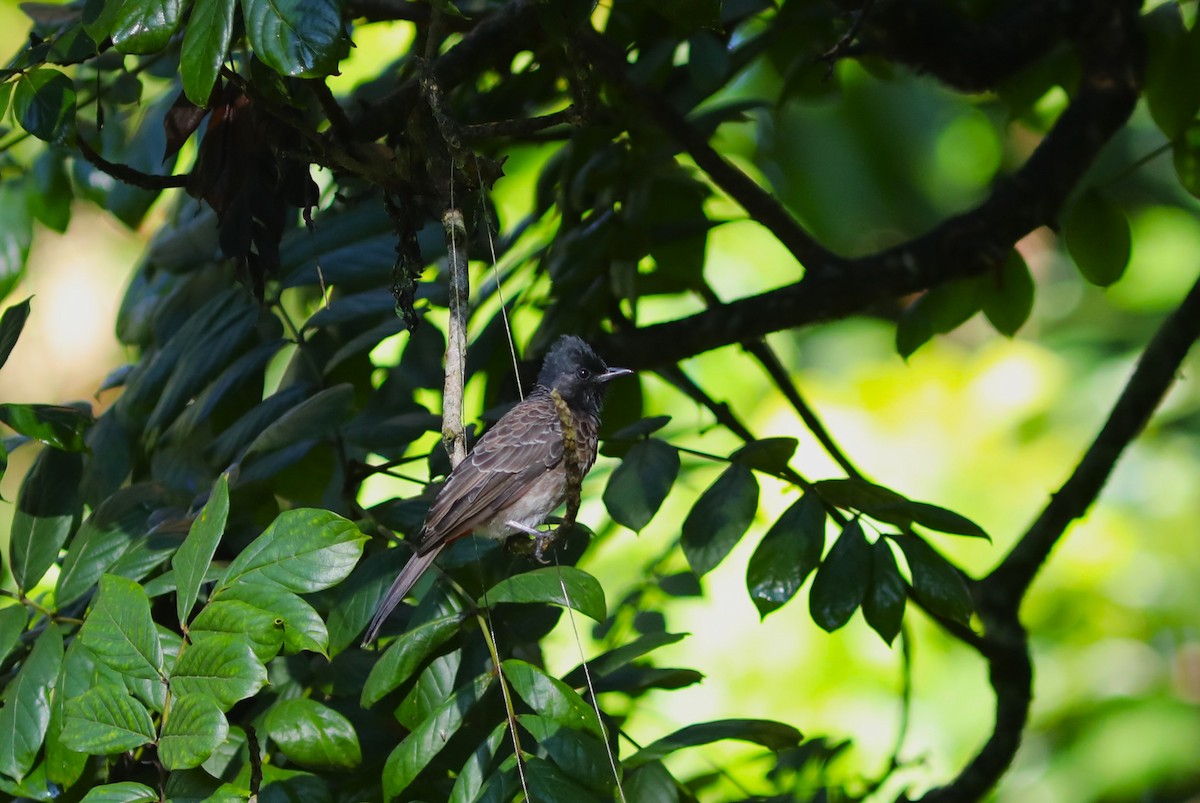 Red-vented Bulbul - ML612202412