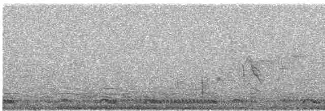 svartryggvarsler (collaris gr.) - ML612202912
