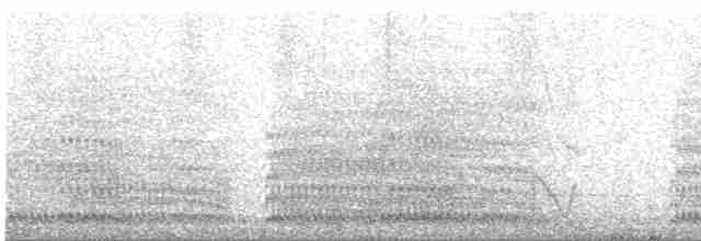 svartryggvarsler (collaris gr.) - ML612202921
