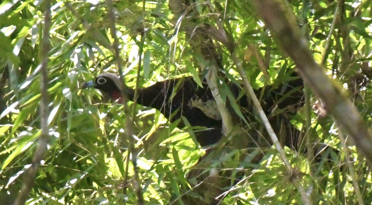 Black-fronted Piping-Guan - ML612203688