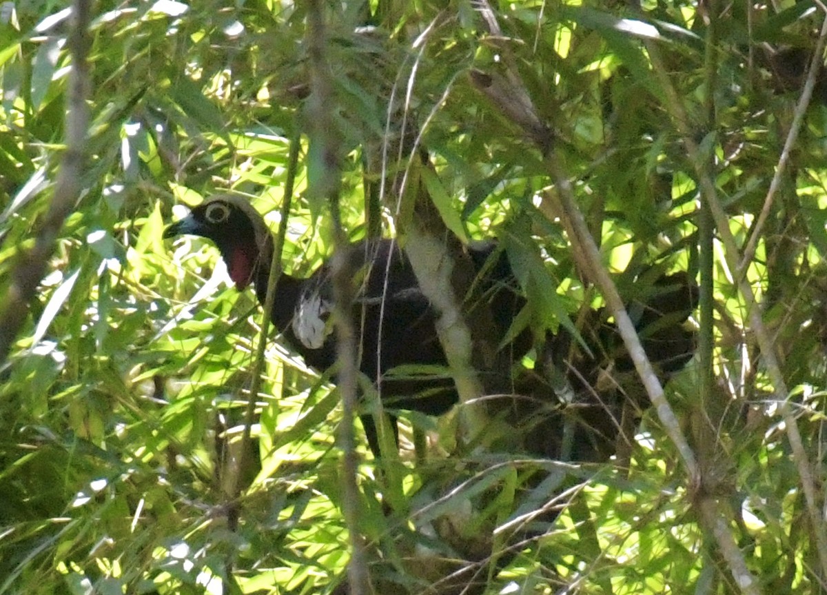 Black-fronted Piping-Guan - ML612203689
