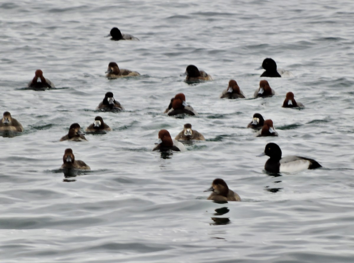 Greater Scaup - ML612203774
