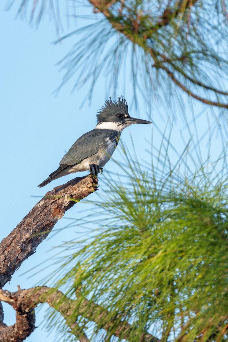 Belted Kingfisher - Suzy Deese