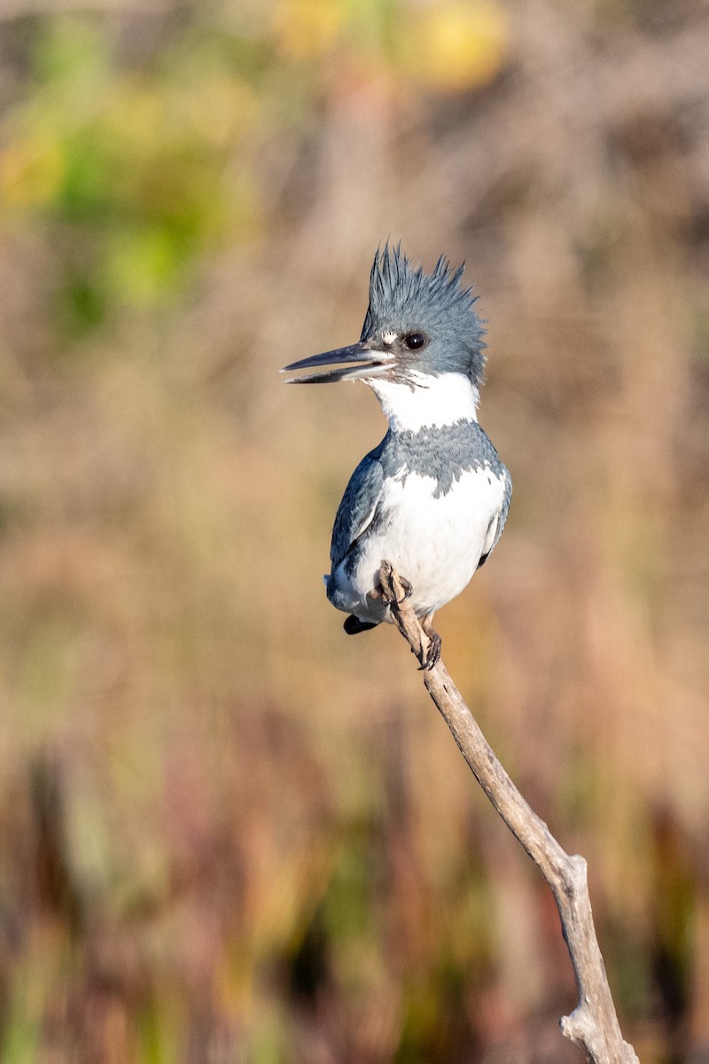 Belted Kingfisher - ML612203887
