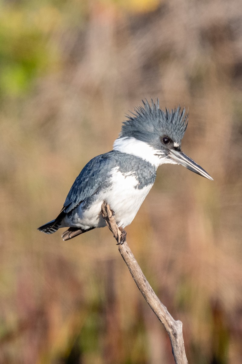 Belted Kingfisher - ML612203888