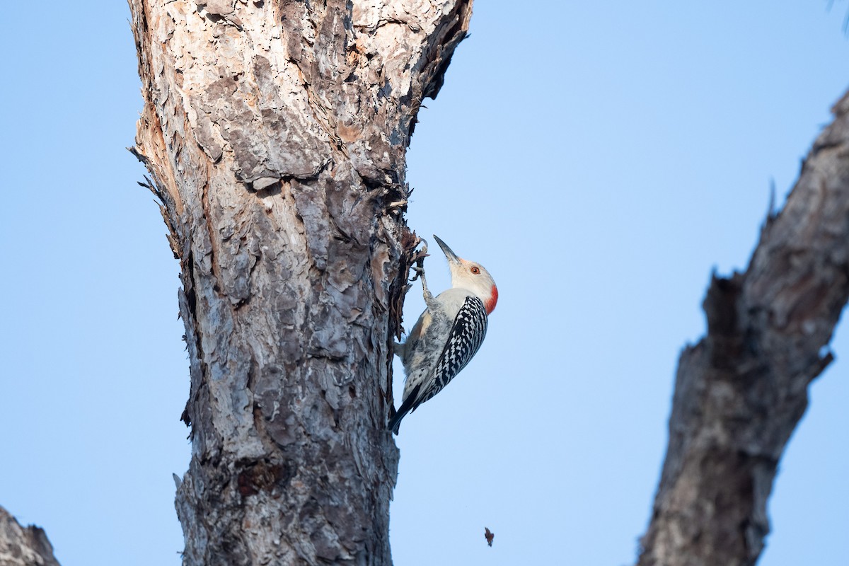 Red-bellied Woodpecker - ML612203944