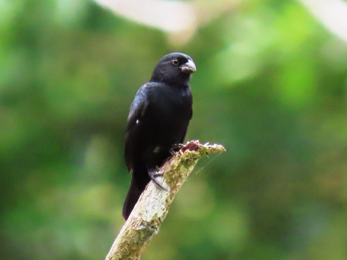 Variable Seedeater - ML612204094