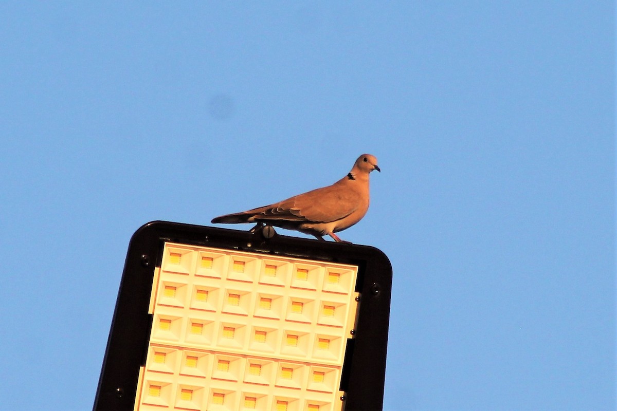 eBird Checklist 17 Jul 2019 Spanish Fort, Alabama, US Gator Tour