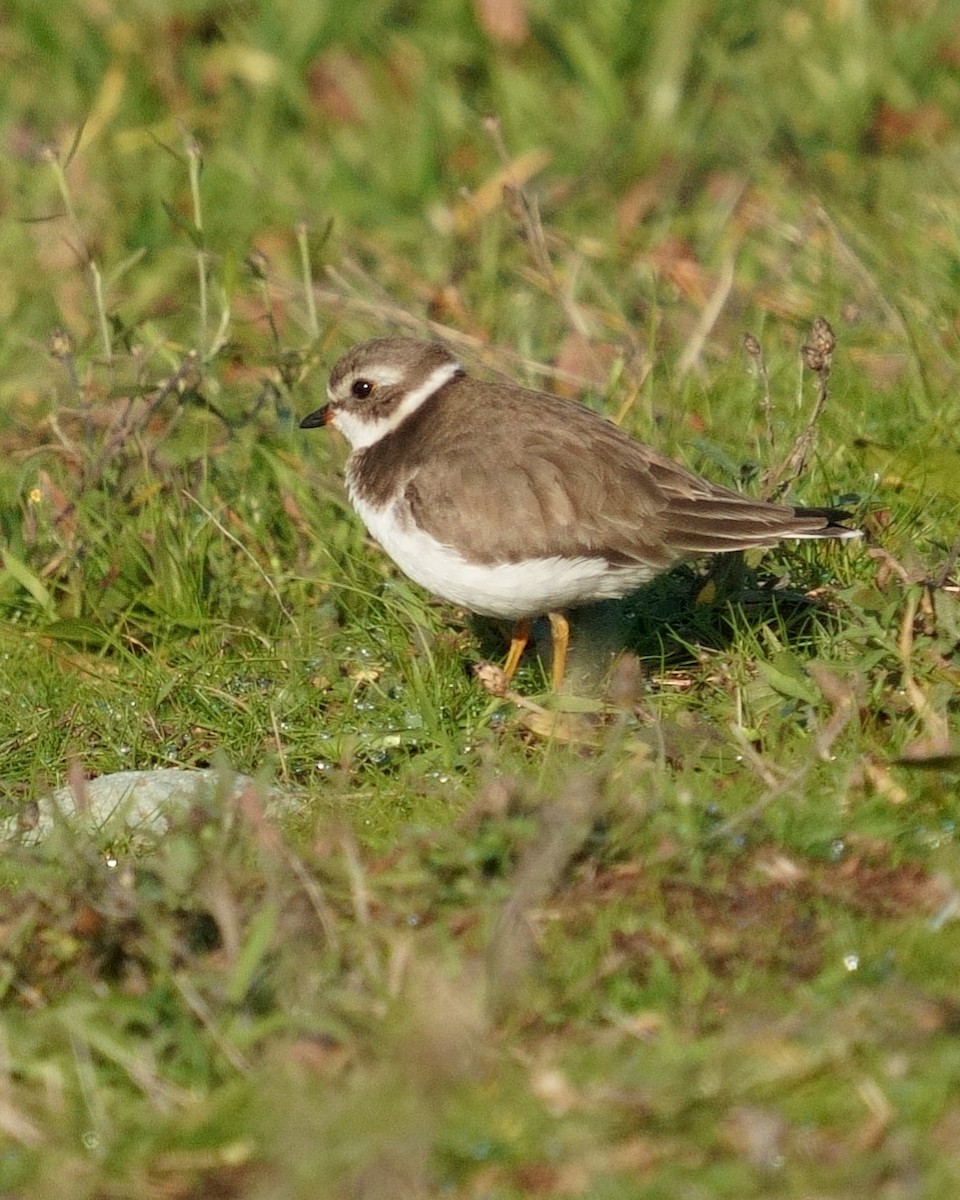 Semipalmated Plover - ML612204181