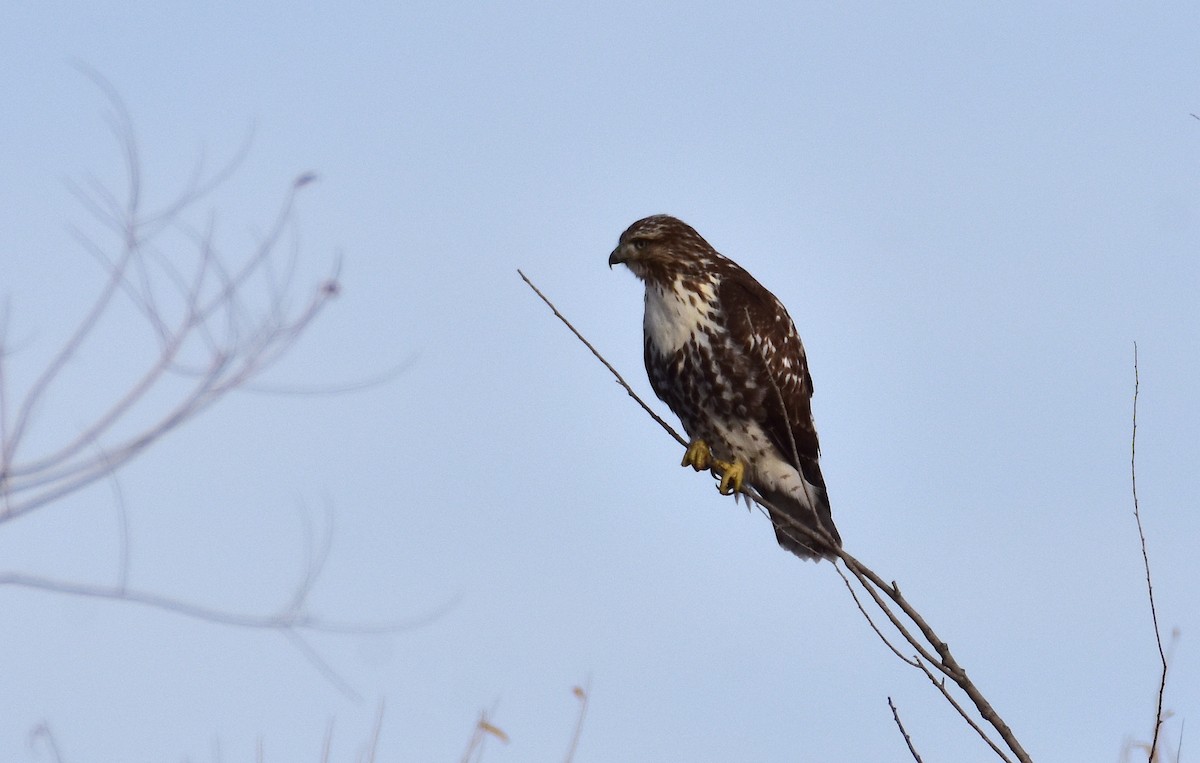 Red-tailed Hawk - ML612204710