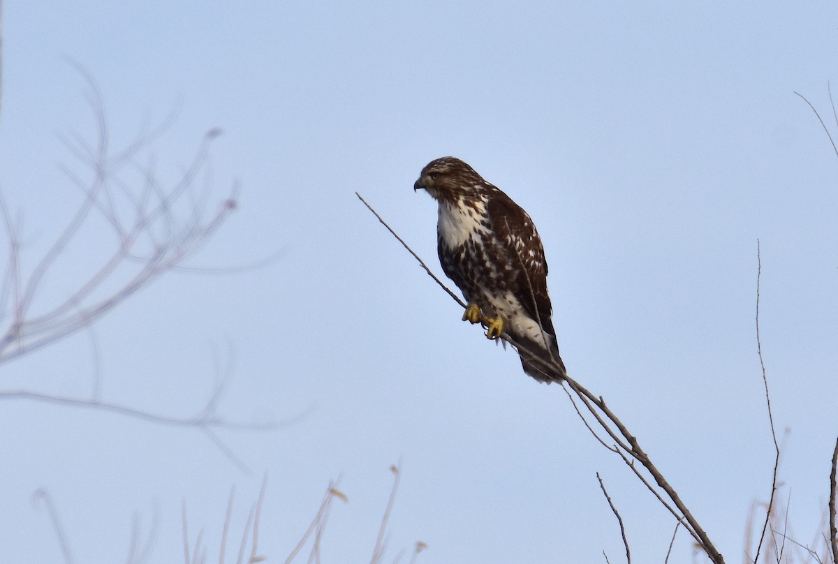 Red-tailed Hawk - ML612204711