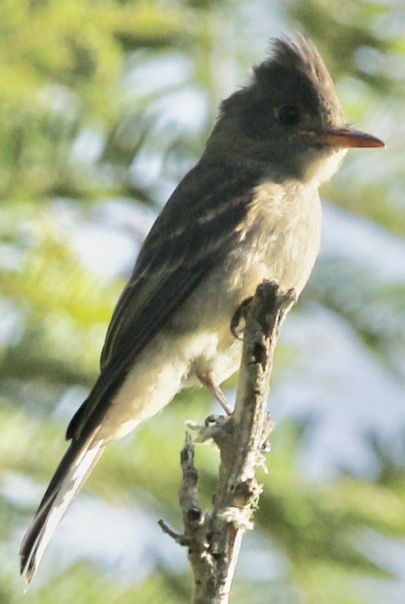 Greater Pewee - Connie Lintz
