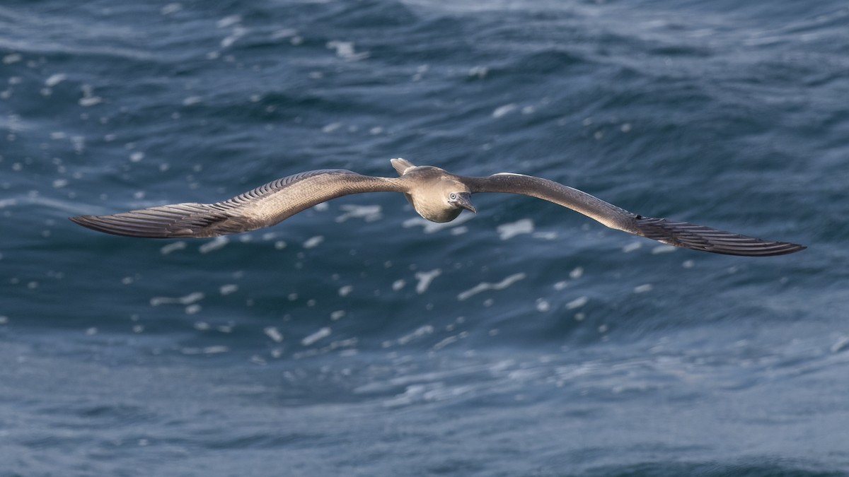 Red-footed Booby - ML612205278