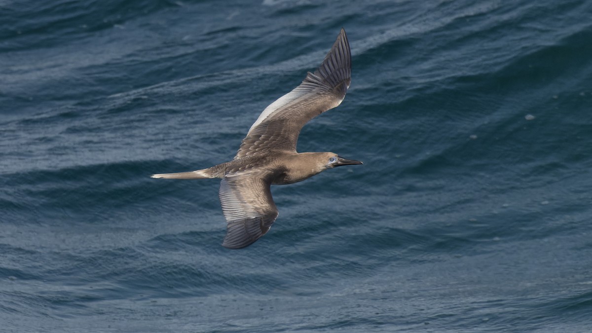 Red-footed Booby - ML612205279