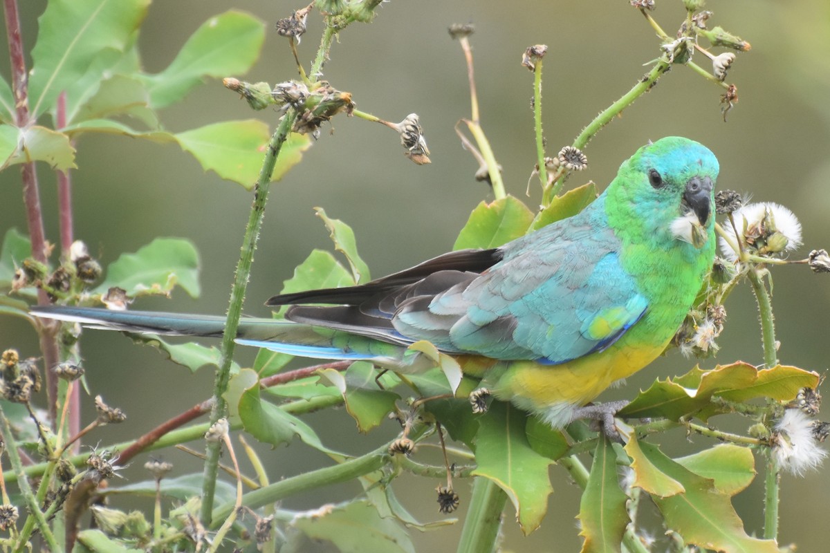 Red-rumped Parrot - ML612205288