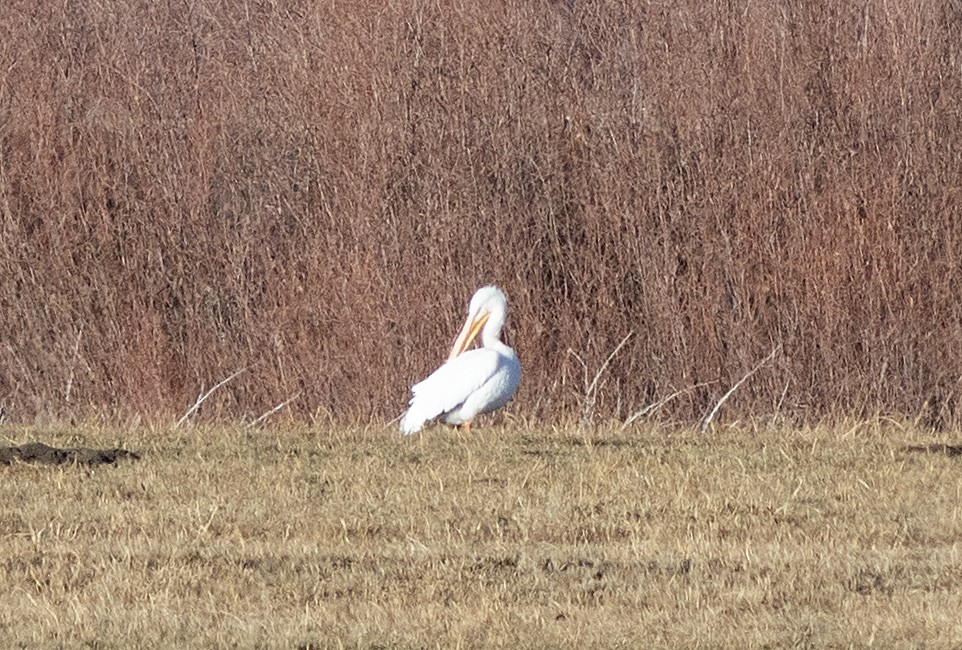American White Pelican - ML612205333