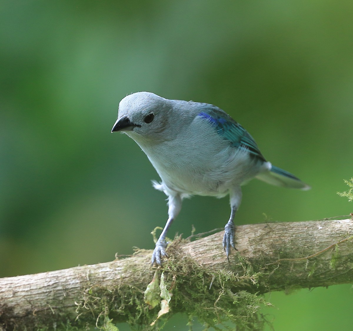 Blue-gray Tanager - ML612205635