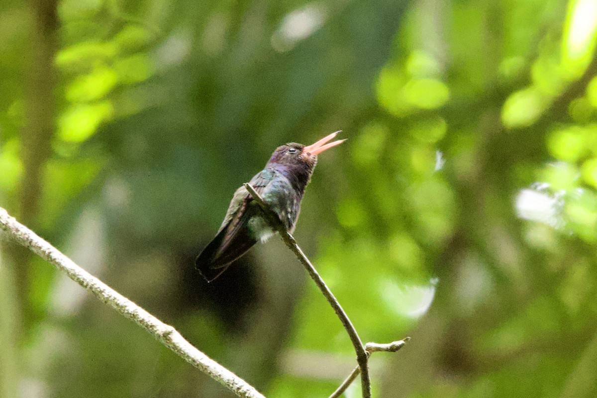 kolibřík bělobradý - ML612205997