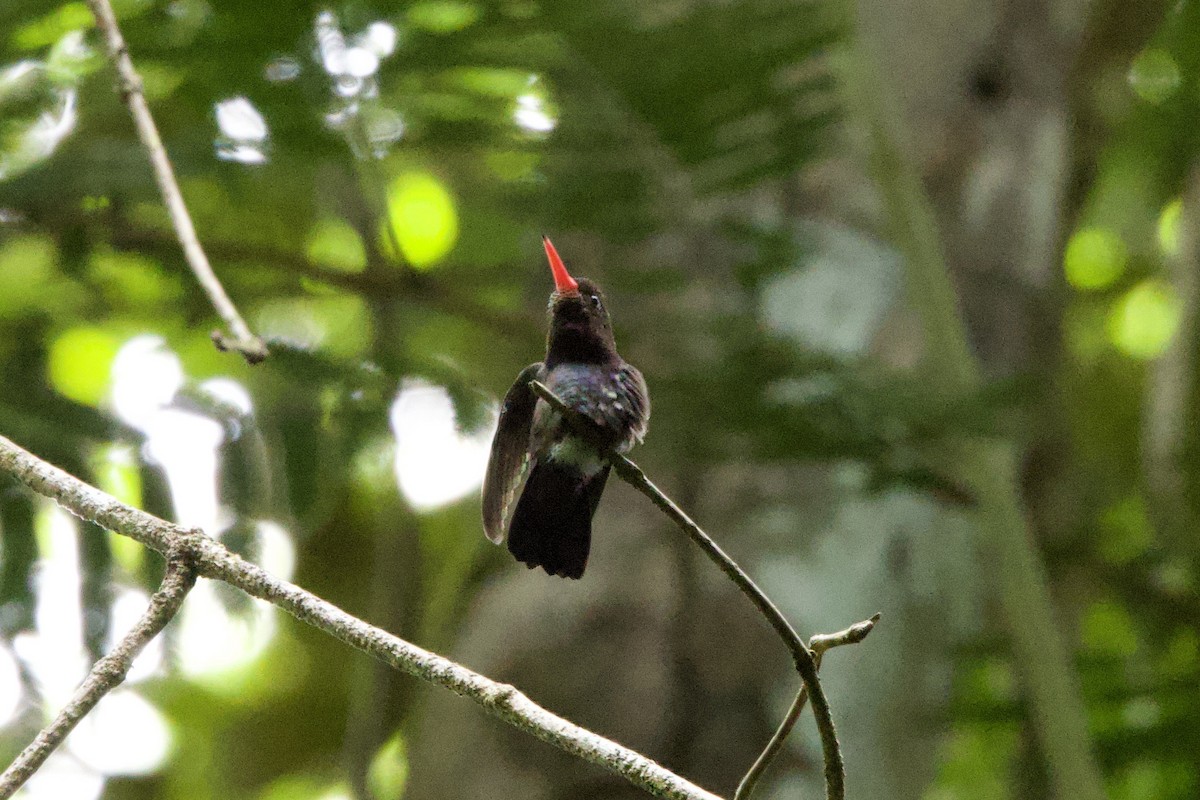 kolibřík bělobradý - ML612205998