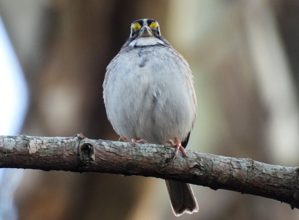 White-throated Sparrow - ML612206876
