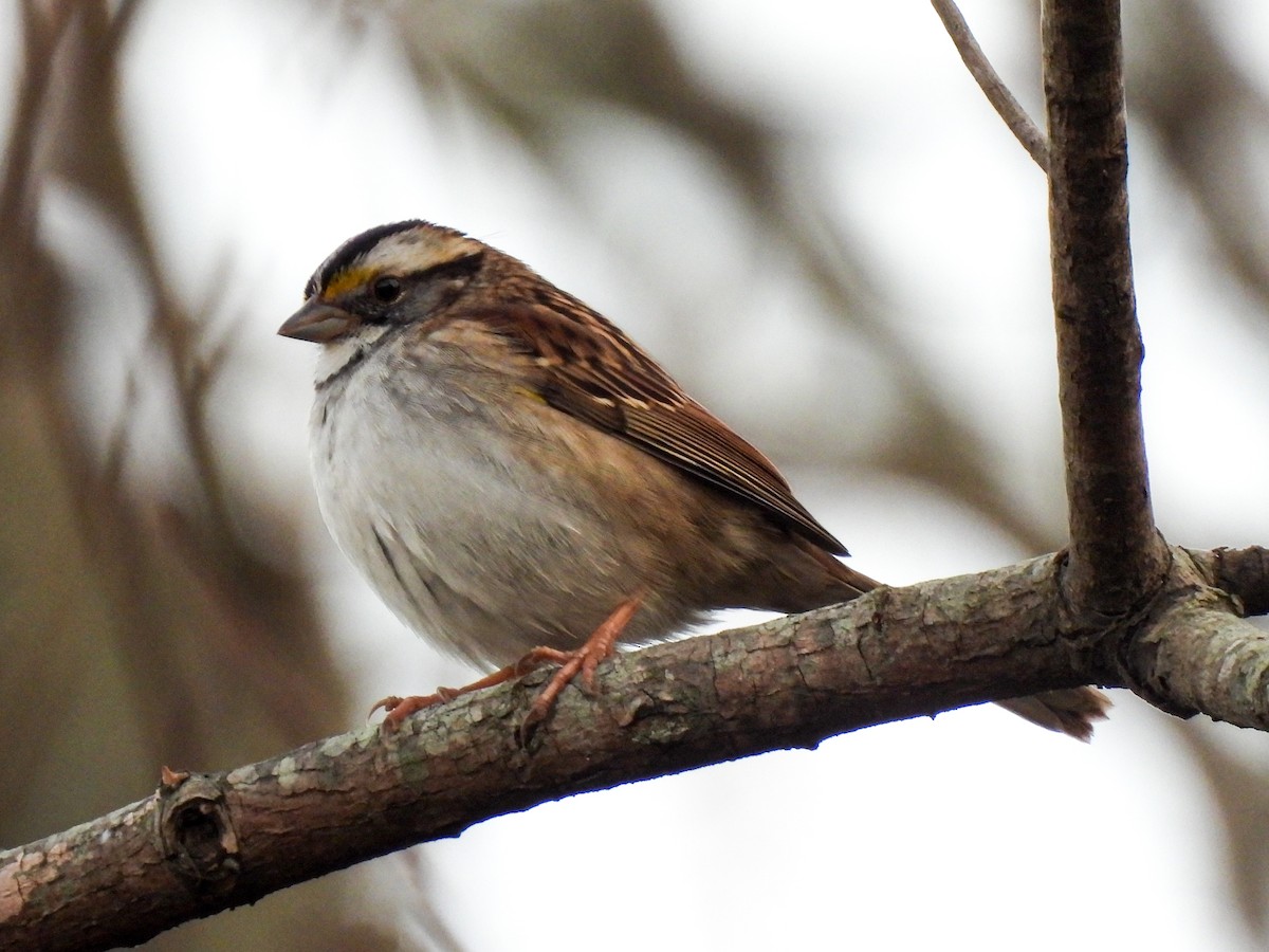 White-throated Sparrow - ML612206878