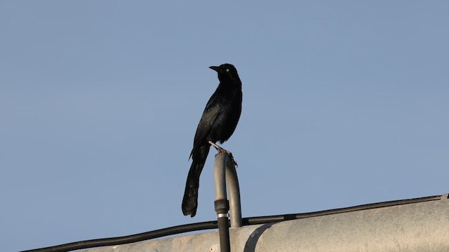 Great-tailed Grackle - ML612207013