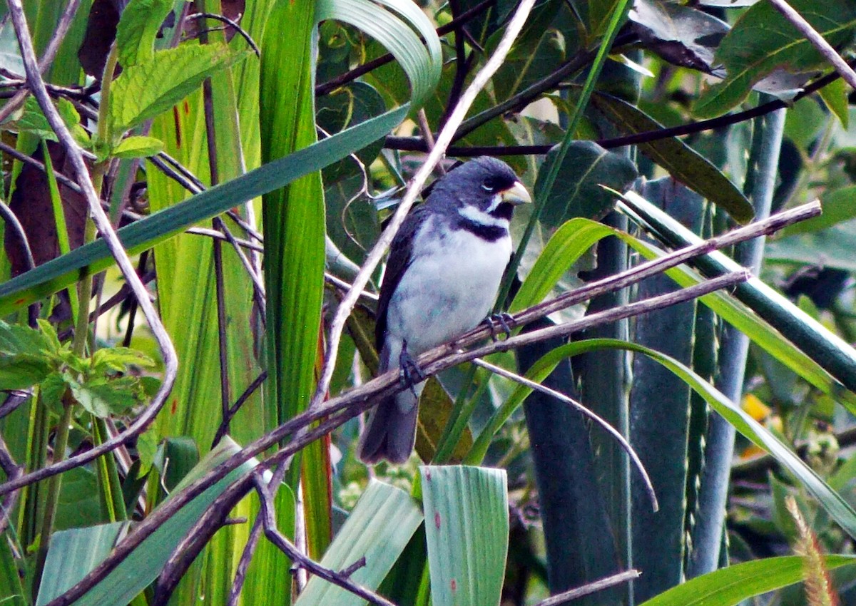 Double-collared Seedeater - ML612207265