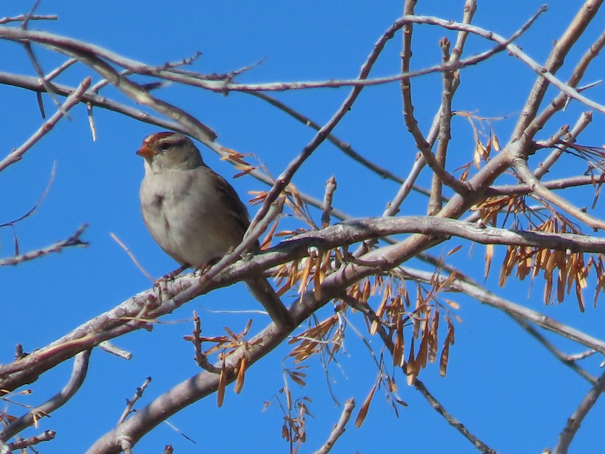 White-crowned Sparrow (Gambel's) - ML612207471